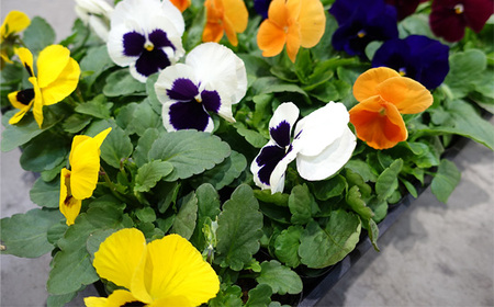 No.046 季節の花苗 パンジー 24個セット