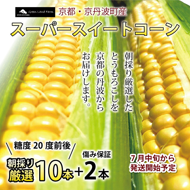 【ふるさと納税】 スーパースイートコーン 10本+傷み保証2本セット 高糖度 京都 京丹波町産 ※北海道・沖縄は配送不可。