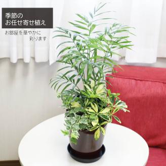 D039 季節の観葉植物寄せ植え　６号陶器鉢　選べる鉢色　室内園芸装飾マイスター岡部太郎氏監修