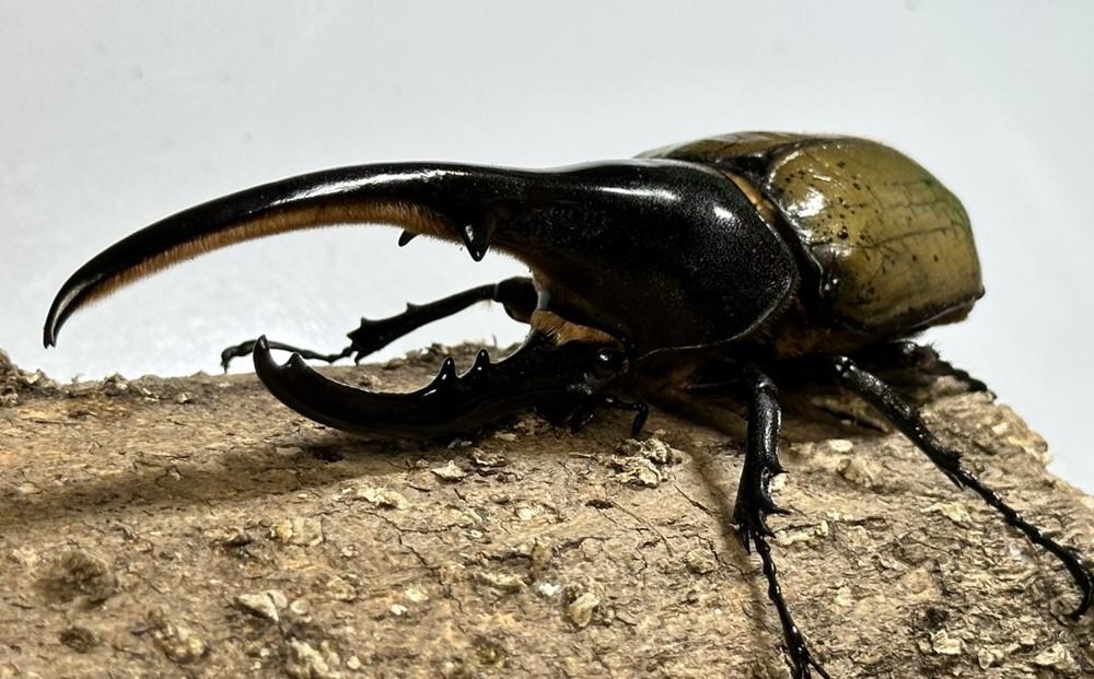 【先行予約】ヘラクレスオオカブトペア（オス120mm～130mm前後・メスフリー）※配送不可地域あり【2026年5月中旬頃より順次発送】 304018_CW002