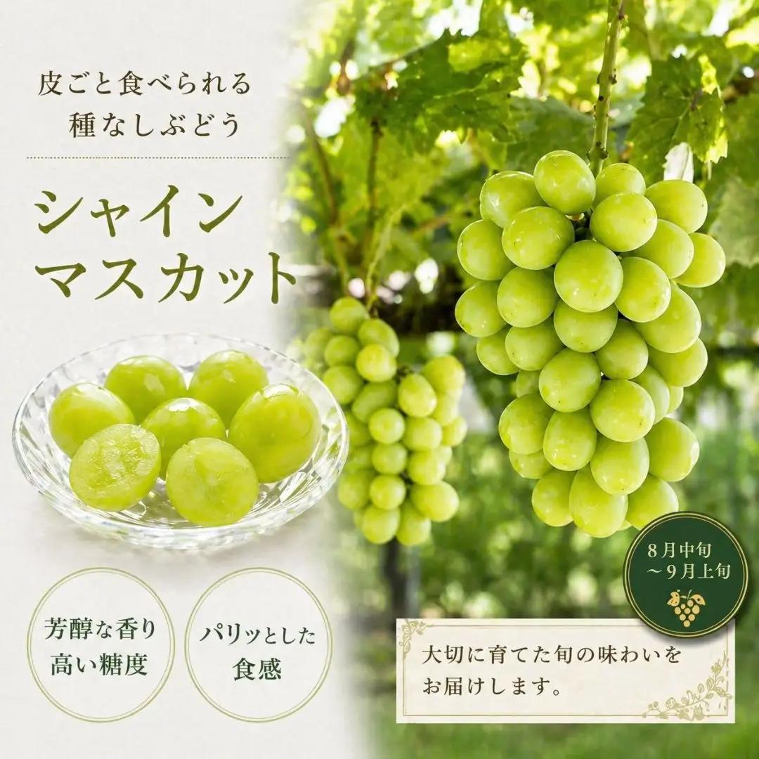 旬の特選フルーツ定期便 全3回 | フルーツ