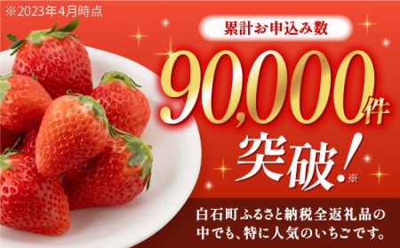 アフターフォロー付！ 白石産いちご さがほのか 約150g×6パック（計900g以上） /大容量いちご イチゴ いちご  少ない酸味 上品な甘さのいちご ケーキ 苺 佐賀県産いちご 【道の駅しろいしカ