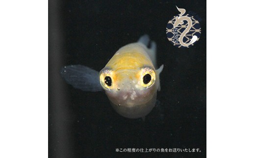 ポニョ