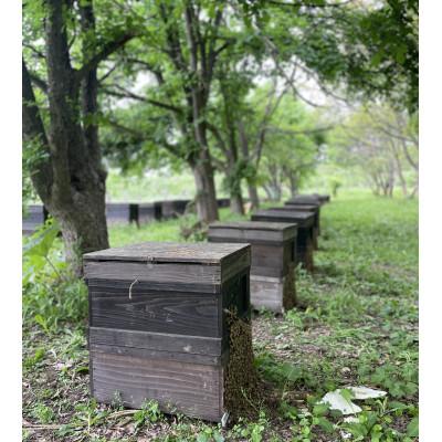 ふるさと納税 青森市 青森市「林檎の蜂蜜」ねぶたドットアートラベル |  | 02