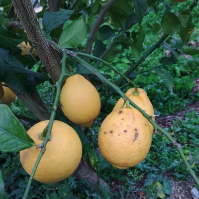 ふるさと納税 湯浅町 ＜訳あり＞庄助農園の国産レモン2.5kg(家庭用品) |  | 01