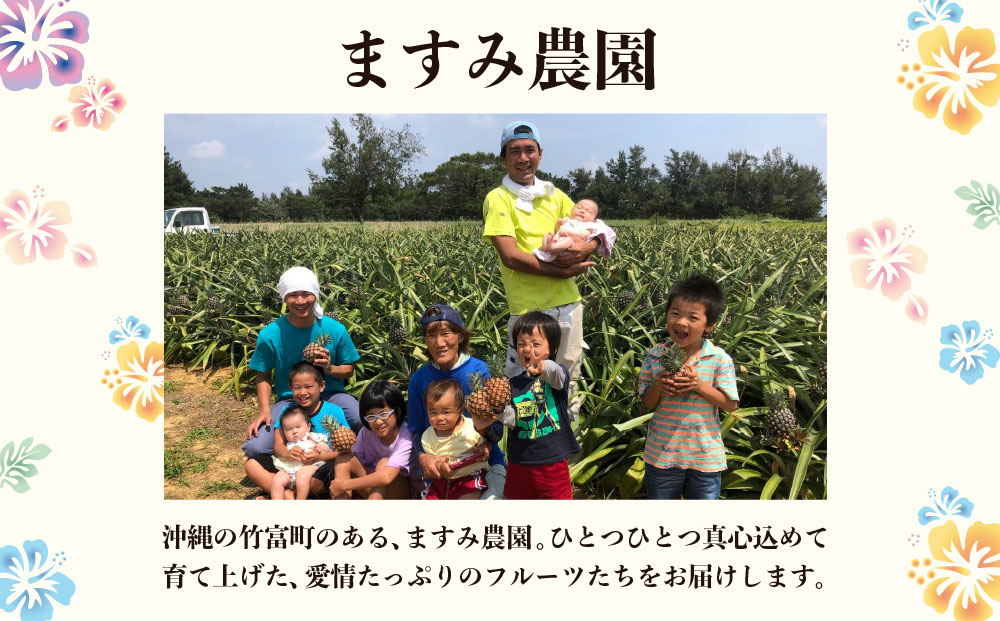 2026年 先行予約 マンゴー 夏小紅 約1kg 2～3玉 ますみ農園 甘味 スッキリ 果物 フルーツ