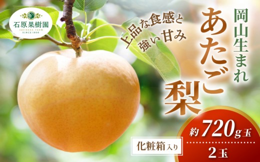 
                  梨 あたご梨 先行予約 約720g玉2玉 化粧贈答箱 赤秀 岡山県産 | あたご梨 愛宕梨 梨 特選品 上級品 贈り物 御歳暮 果物 くだもの フルーツ 和梨 石原果樹園【ishk006-01】
                