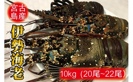 
伊勢海老 10kg （20尾～22尾）
