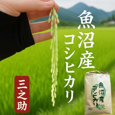 ふるさと納税 魚沼市 令和7年産　三之助　魚沼産コシヒカリ(精米)　5kg