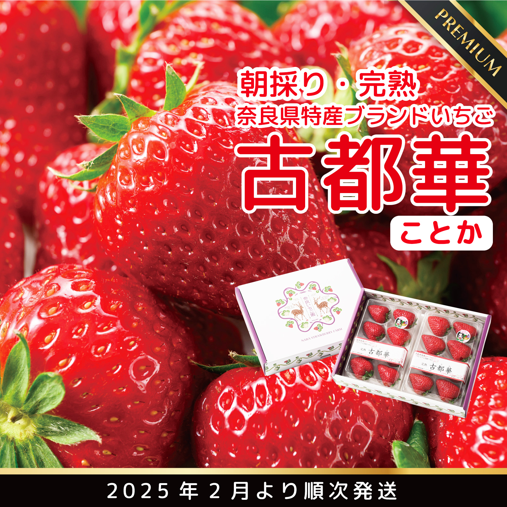 【2月発送】奈良県特産 高級ブランドいちご「古都華」// いちご イチゴ 古都華 フルーツ 果物 旬 限定 ブランド // いちご イチゴ 古都華 フルーツ 果物 旬 限定 ブランド 朝採り 完熟 いちご ことか イチゴ 先行予約 古都華 数量限定 古都華 甘い 先行受付 予約