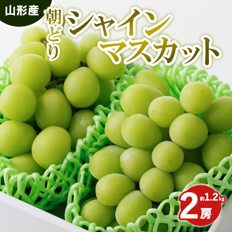 【ふるさと納税】朝どりシャインマスカット 秀品 2房 約1.2kg【令和8年産先行予約】 FS25-589 くだもの 果物 フルーツ 山形 山形県 山形市 お取り寄せ 2026年産