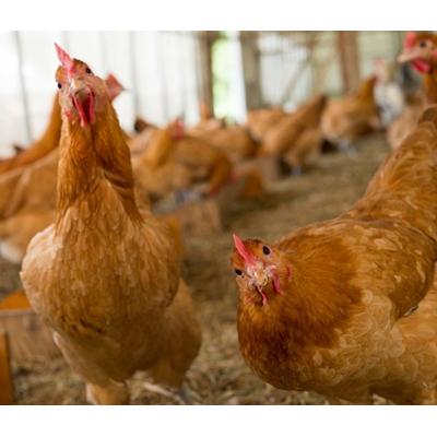 ふるさと納税 阿賀野市 地鶏と軍鶏のハンバーグセット ひよころ鶏園 |  | 01