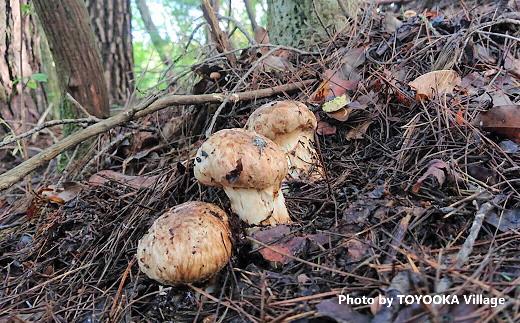 G-2 秋の味覚の王様「松茸」350g以上