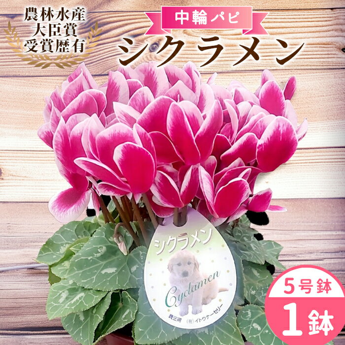 【ふるさと納税】〈予約品〉農林水産大臣賞受賞歴あり 愛知県産 シクラメン 5号鉢 中輪パピ 花 ピンク 白 赤 プレゼント 贈り物 鉢花 鉢 ガーデン ガーデニング 高品質 クリスマス -221