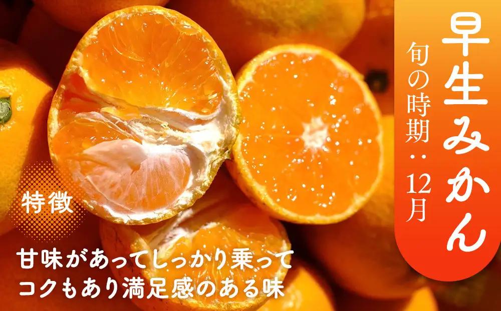 ［先行予約］［贈答用］秋採れみかん（早生みかん）S〜Lサイズ混合 10kg＋500g（傷み補償分）［2026年11月上旬より発送］