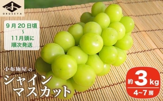 シャインマスカット 約3kg 4～7房 ［小布施屋］ フルーツ 果物 くだもの ぶどう 葡萄 ブドウ 数量限定 クール便配送 長野県産 産地直送 先行予約 送料無料 2025 2025年発送 令和7年産 【2025年9月20日頃～11月頭にかけて順次発送】 ［C-5］
