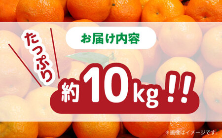 【2026年11月下旬-発送】温州みかん 約10kg [SCV012] みかん