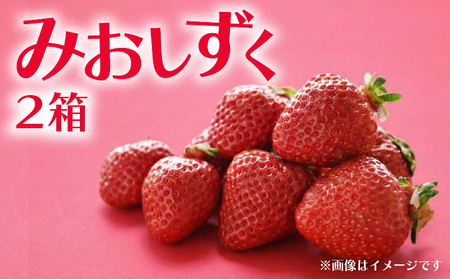 いちご みおしずく 2箱 計700g | イチゴ 苺