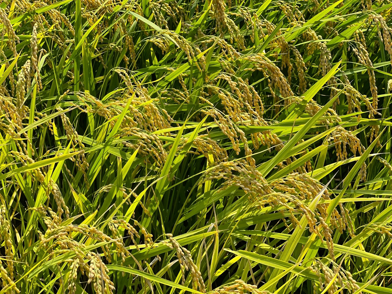 ＜定期便＞【令和7年度先行予約】こしひかり 5kg 鈴鹿山麓の銘水が育てた米、米どころ三重県産小山田地区「こしひかり」5kg【3ヶ月】