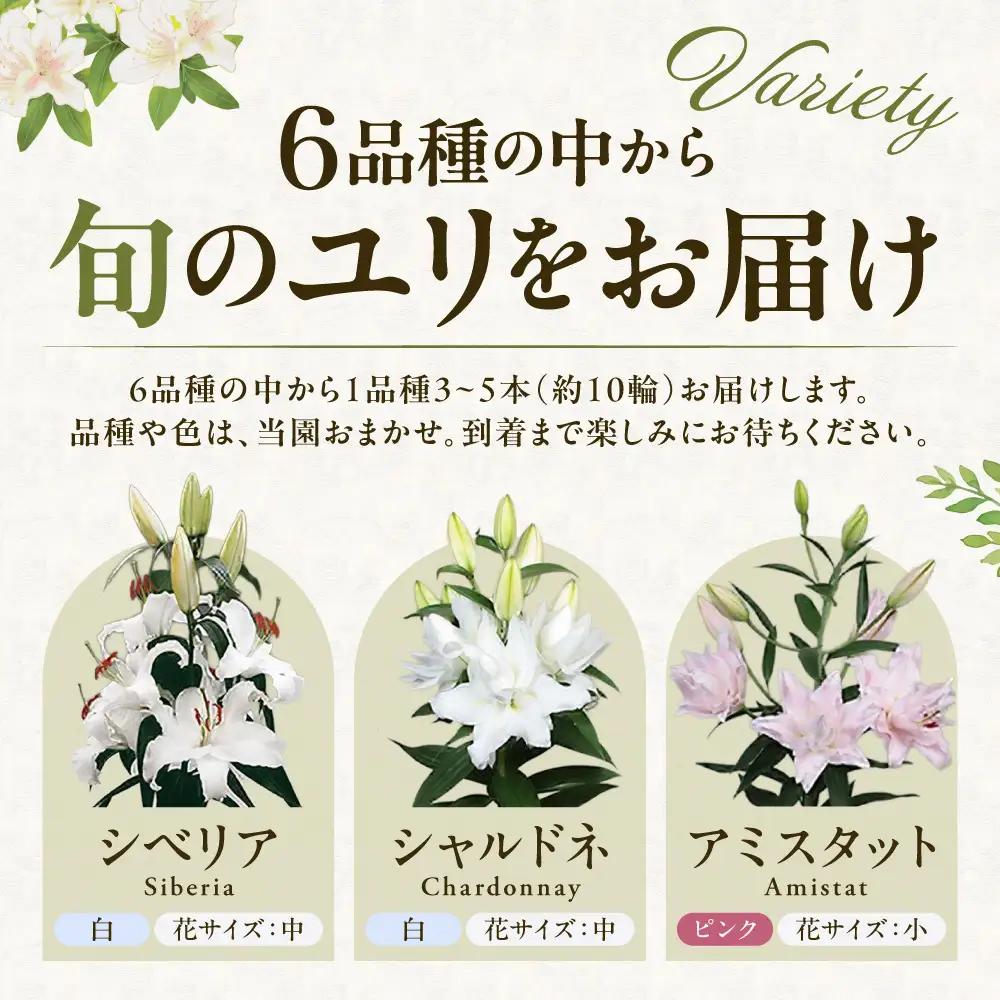 北海道当別町産ユリ | 花 ゆり 切花 農家直送 高品質 期間限定 北海道 当別町