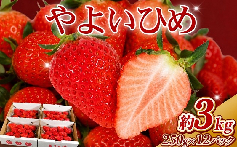 
                  いちご やよいひめ 先行予約 約 3kg (250g × 12パック) 苺 産地直送 産直 フルーツ 果物 くだもの ギフト プレゼント 贈り物 ichigo itigo ストロベリー ジャム ケーキ いちご大福 ショートケーキ 期間限定 ふるさと納税 ふるさと納税いちご strawberry 新鮮 朝摘み 朝採り 贈答 送料無料 千葉県 銚子市 神原いちご園 【2027年1月~5月上旬発送】
                