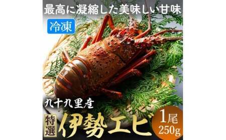 活〆 冷凍 伊勢海老 (刺身用)  約250g/1尾入り 【 伊勢海老 エビ 】