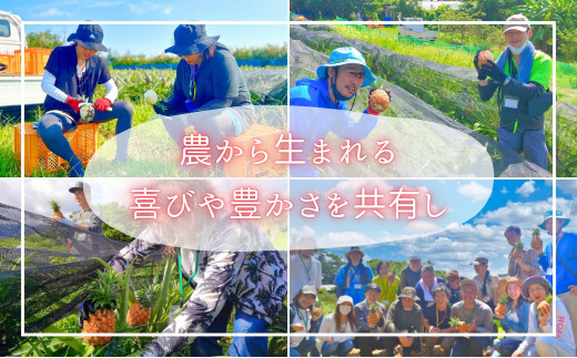 【ピーチ定期便★約4kg×3回】☆新感覚☆ 桃のような芳醇な香りのする『西表島産 完熟ピーチパイン』 2026年 発送 西表島ナウパカ パイナップル 果物 フルーツ デザート