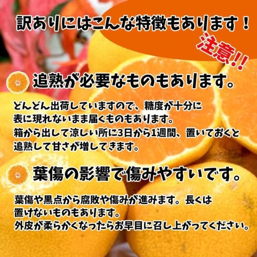 【順次発送中】訳あり ハウスみかん 約4kg | 柑橘 果物 くだもの フルーツ みかん ミカン 蜜柑 mikan mican 不揃い 傷 ワケアリ 訳アリ 愛媛県 松山市