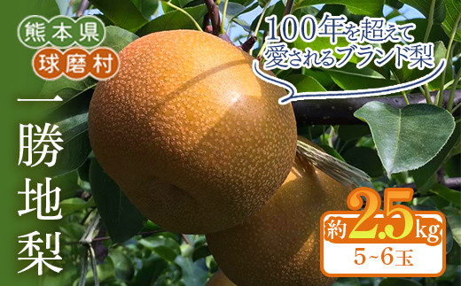 FKP9-686 【先行予約】一勝地梨 約2.5kg