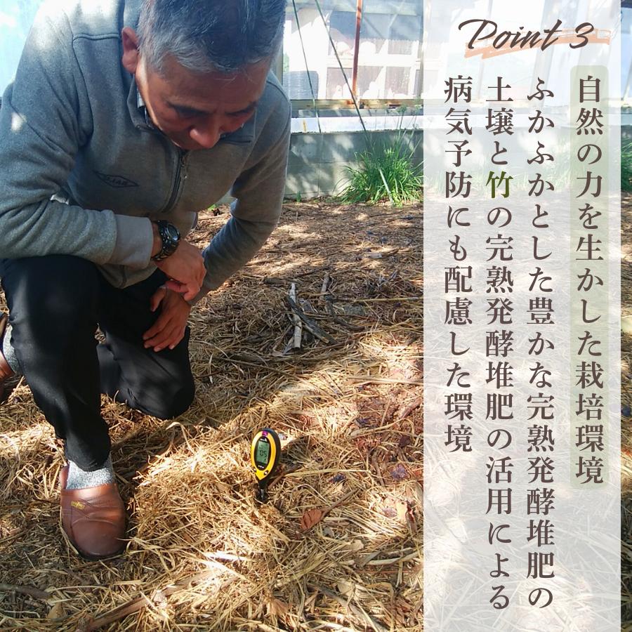 ぶどう 【先行予約】 ぶどうの房 2～3房（600～700g）[2026年産] ぶどう ブドウ 葡萄 ピオーネ ぴおーね 房