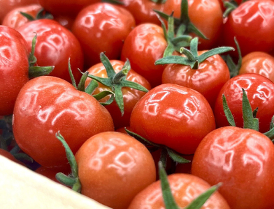 ミニトマトジュース　食塩無添加ストレート180ml×6本【ぷにょぷにょ使用】野菜ジュース