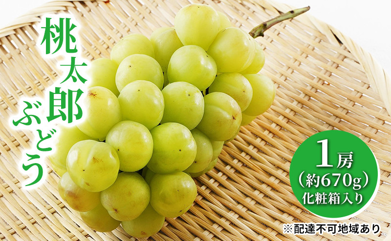 
                  ぶどう 2027年 先行予約 桃太郎 ぶどう 1房（1房約670g）化粧箱入り マスカット ブドウ 葡萄 岡山県産 国産 フルーツ 果物 ギフト 大粒 果実 種無し そのまま 粒ごと 酸味 甘さ 人気
                