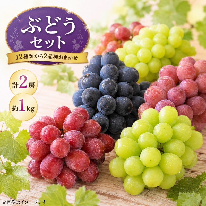 
                  ぶどう 品種おまかせ 2房 約 1kg ＜出荷時期：2026年8月中旬～9月中旬頃＞ ピオーネ 藤稔 シャインマスカット 巨峰 フルーツ 果物 葡萄 詰め合わせ 徳島県 阿波市
                
