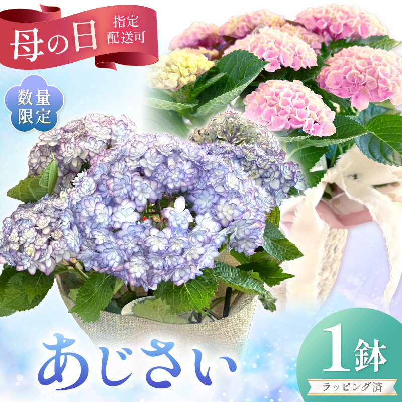 【母の日ギフト】お母さんへのプレゼントに！あじさい（鉢花） ※お届け不可地域あり【009D-059】