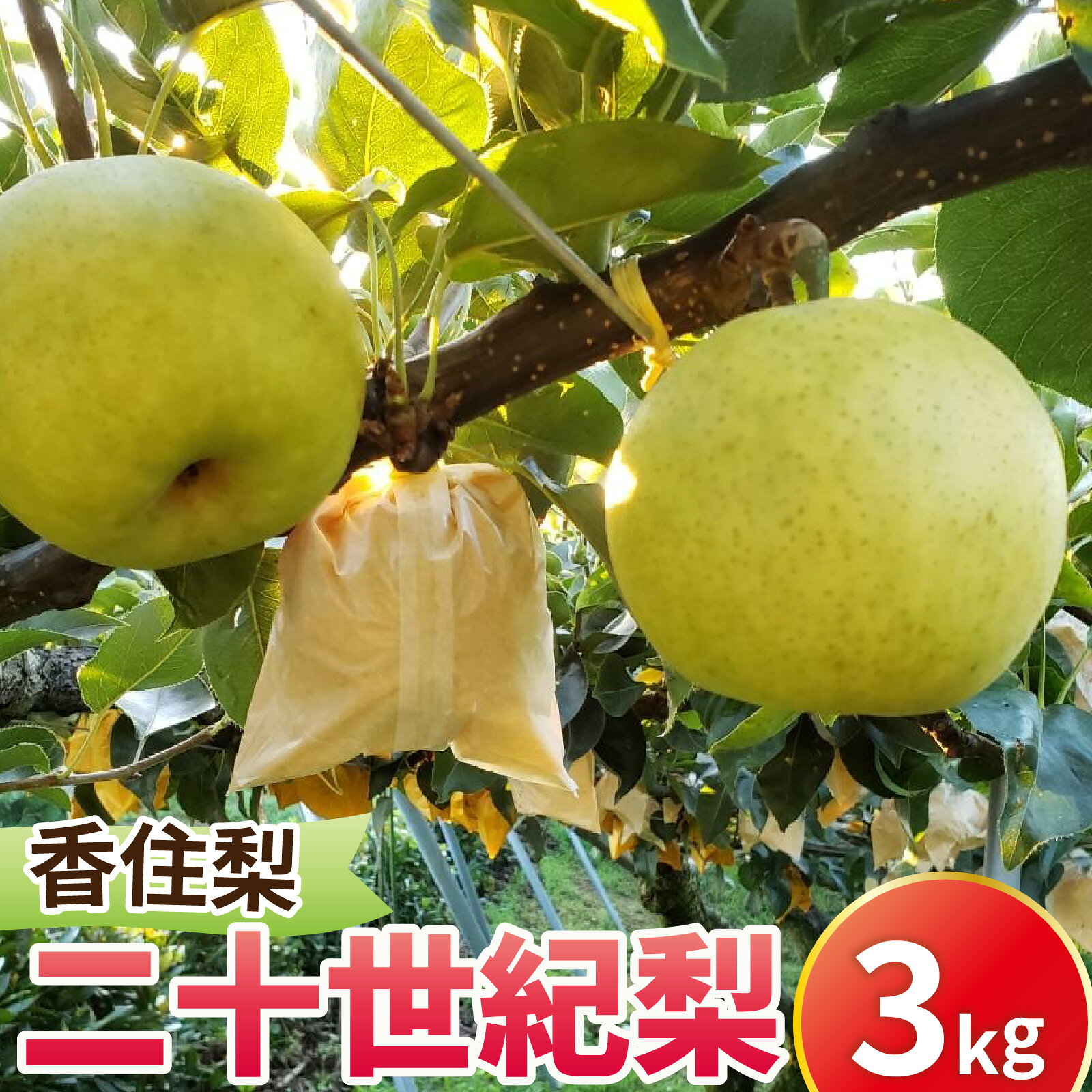 【ふるさと納税】【先行予約】二十世紀梨（香住梨） 3kg ※2026年9月より順次発送 | なし 梨 ナシ 果物 くだもの フルーツ 和梨 旬の梨 20世紀梨 数量限定