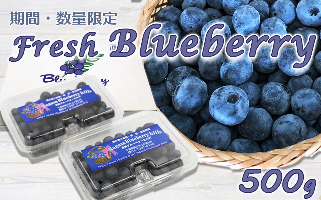 
                  【摘みたて直送！】有機栽培 鴨川産『生ブルーベリー』500g
《7月中旬発送》《先行予約》《数量限定》《期間限定》《冷蔵便》摘みたて ラビットアイ種 有機肥料 化学農薬不使用  千葉県鴨川市 [長狭ブルーベリーヒルズ][0010-0361]
                