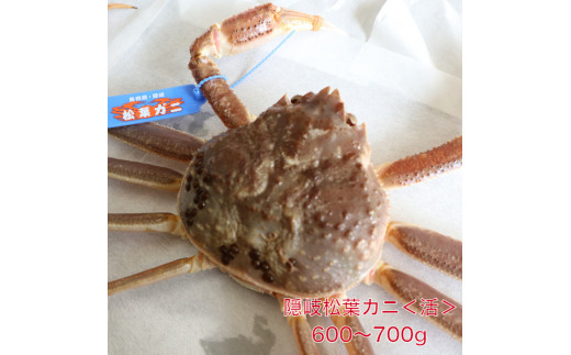 
隠岐松葉カニ600～700g〈活〉
