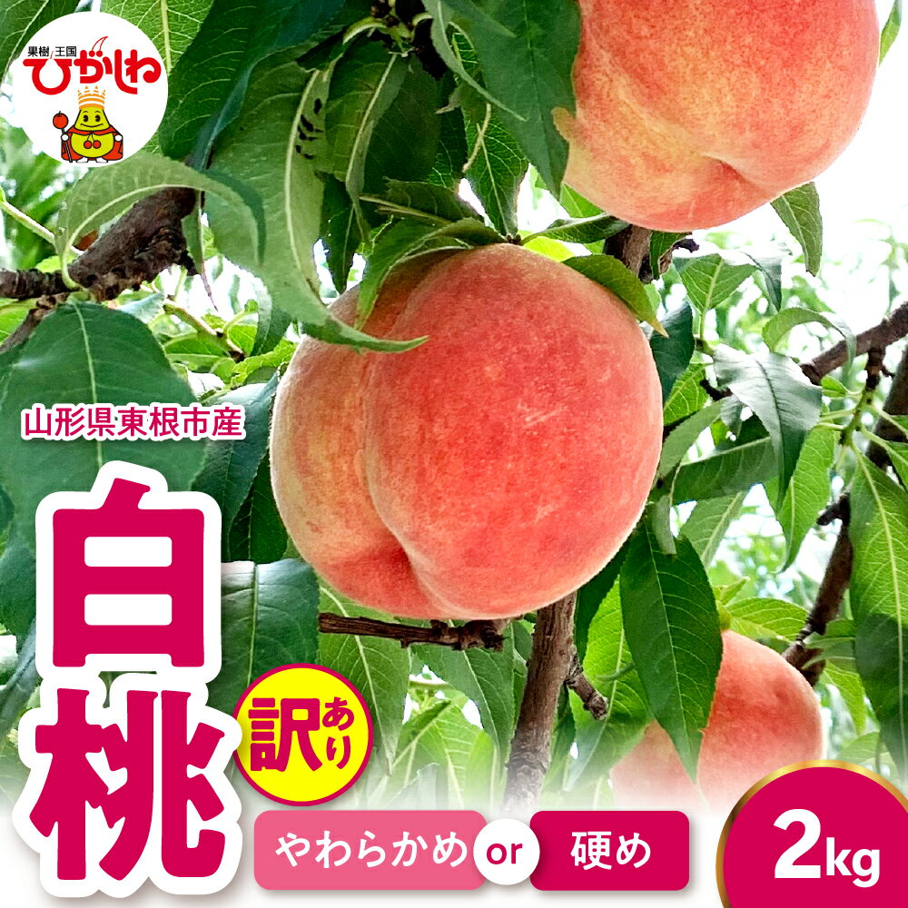 【ふるさと納税】2025年産 訳あり 白桃 2kg ( 柔らかめ or 硬め )/ 桃 もも モモ ピーチ 白桃 はくとう フルーツ 果物 くだもの 傷 規格外 期間限定 大容量 冷蔵配送 先行予約 農家直送 産地直送 お取り寄せ グルメ ご当地 特産 産地 直送 大容量 山形県東根市
