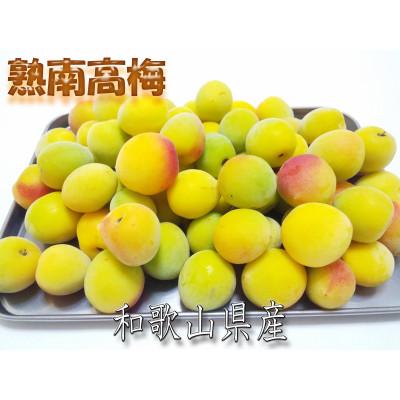 ふるさと納税 かつらぎ町 【梅干・梅酒用】(L又はM-約10kg)熟南高　生梅秀優混合《2027年6月上旬〜7月上旬発送予定》