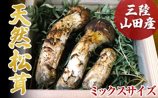 ≪2025年先行予約 9月中旬～10月下旬発送予定！≫三陸山田産松茸（ミックスサイズ）【配送日指定不可】 三陸山田 山田町 まつたけ マツタケ 野菜 山田産野菜 【ベルアクト】 YD-897