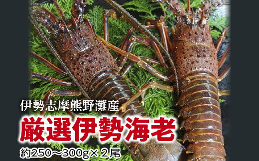 【ふるさと納税】伊勢志摩　熊野灘の厳選　伊勢海老　2尾　約500～600g／鈴木水産　生食可能　海鮮　エビ　度会町