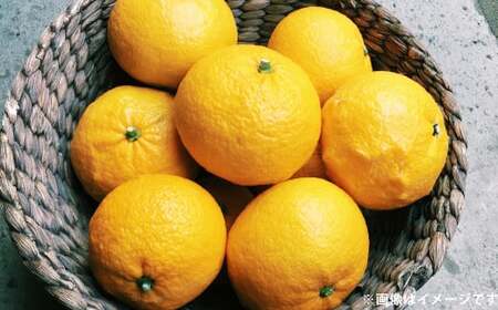 甘夏 約10kg  みかん ミカン 蜜柑 果物 フルーツ 甘夏【2026年4月上旬～5月上旬発送予定】