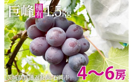 
                  【2026年8月中旬より順次発送】巨峰 約1.5kg（ 種あり ）【茨城県共通返礼品/石岡市】【数量限定 茨城県 巨峰 ブドウ ぶどう フルーツ 果物 くだもの 濃厚 種あり】（IU-7）
                
