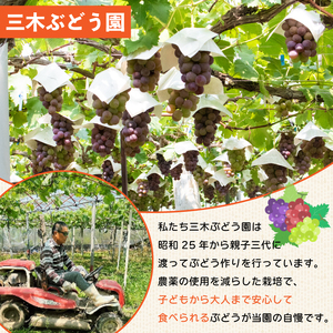 巨峰 約1kg 贈答 ギフト ぶどう ぶどう 巨峰 ぶどう 三木ぶどう園