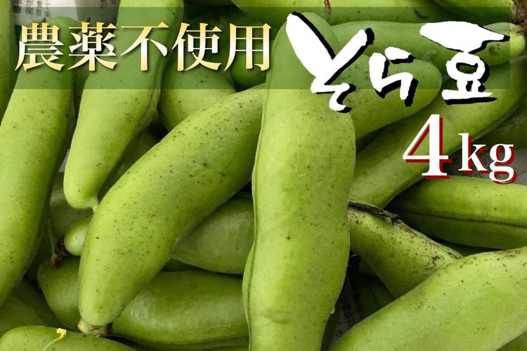 
【2025年産 予約】甘～い そら豆4kg【期間限定】京都府・亀岡産 自然栽培のかたもとオーガニックファームよりお届け ※2025年4月末頃～6月初旬に順次発送予定 ※離島への配送不可
