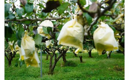 入浴剤 ル・レクチェの湯 入浴剤20個セット ギフト 新潟市