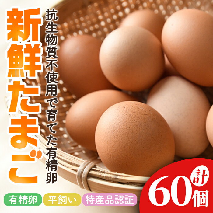 【ふるさと納税】 石黒たまご園の平飼い有精卵 60個入り たまご タマゴ 鶏卵 玉子 卵 常温 茨城県 普段使い用 パック包装 平飼い 60個 【石黒たまご園】【ho1623】