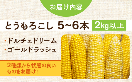 ＜先行予約＞ 朝採り当日発送！ とうもろこし イエロー系 5本～6本 イエロー バイカラー ゴールドラッシュ ドルチェドリーム 冷蔵 糖度 甘い 田原市 トウモロコシ コーン おやつ スイーツ コーン