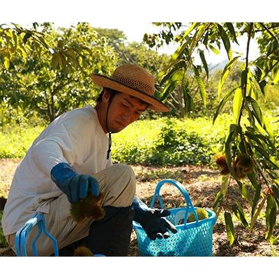 ふるさと納税 福知山市 秦栗園のあま〜い氷蔵丹波栗 銀寄2L むき500g【熟成】11月中旬発送 |  | 02