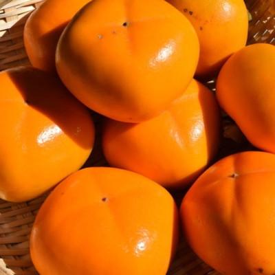 ふるさと納税 新宮市 【秋の味覚】和歌山産たねなし柿約2kg 化粧箱入り(2L〜4Lサイズ)【新宮市】 |  | 01